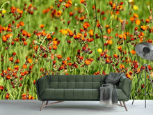 Load image into Gallery viewer, Photo Wallpaper hawkweeds