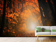 Load image into Gallery viewer, Photo Wallpaper Autumn light in the forest