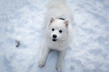 Load image into Gallery viewer, Photo Wallpaper Dogs joy in the snow