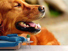 Load image into Gallery viewer, Photo Wallpaper Irish Setter muzzle