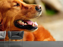 Load image into Gallery viewer, Photo Wallpaper Irish Setter muzzle