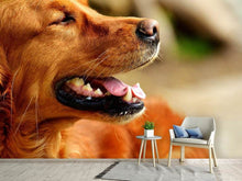 Load image into Gallery viewer, Photo Wallpaper Irish Setter muzzle