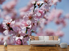 Load image into Gallery viewer, Photo Wallpaper Japanese cherry tree close up