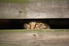 Load image into Gallery viewer, Photo Wallpaper Cat in hiding