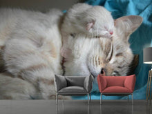 Load image into Gallery viewer, Photo Wallpaper Cats mom with baby