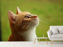 Load image into Gallery viewer, Photo Wallpaper cats nose