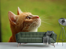 Load image into Gallery viewer, Photo Wallpaper cats nose