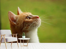 Load image into Gallery viewer, Photo Wallpaper cats nose