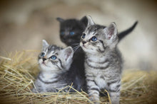 Load image into Gallery viewer, Photo Wallpaper Kitten trio