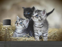 Load image into Gallery viewer, Photo Wallpaper Kitten trio