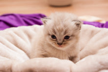 Load image into Gallery viewer, Photo Wallpaper Kitten to fall in love