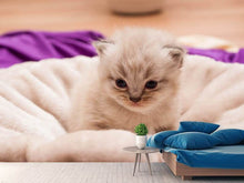Load image into Gallery viewer, Photo Wallpaper Kitten to fall in love