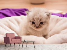 Load image into Gallery viewer, Photo Wallpaper Kitten to fall in love