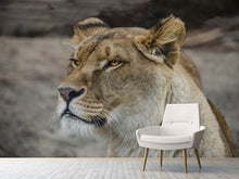 Load image into Gallery viewer, Photo Wallpaper Head of a lioness