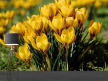 Load image into Gallery viewer, Photo Wallpaper Crocuses in spring