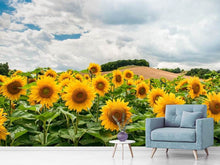 Load image into Gallery viewer, Photo Wallpaper Landscape with sunflowers