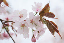 Load image into Gallery viewer, Photo Wallpaper Lovely Japanese cherry