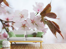 Load image into Gallery viewer, Photo Wallpaper Lovely Japanese cherry