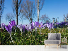 Load image into Gallery viewer, Photo Wallpaper Purple crocus in nature