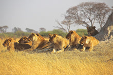 Load image into Gallery viewer, Photo Wallpaper Lion family