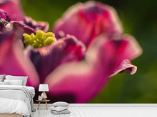 Load image into Gallery viewer, Photo Wallpaper Macro tulip in red