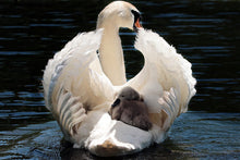 Load image into Gallery viewer, Photo Wallpaper Mom and baby swan