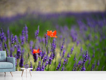 Load image into Gallery viewer, Photo Wallpaper Poppy in the lavender