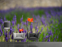 Load image into Gallery viewer, Photo Wallpaper Poppy in the lavender