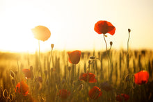 Load image into Gallery viewer, Photo Wallpaper Poppy in the sunset