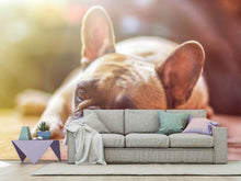 Load image into Gallery viewer, Photo Wallpaper Tired bulldog