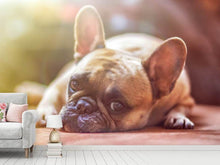 Load image into Gallery viewer, Photo Wallpaper Tired bulldog