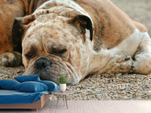 Load image into Gallery viewer, Photo Wallpaper Tired boxer