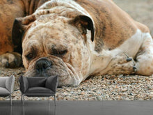 Load image into Gallery viewer, Photo Wallpaper Tired boxer