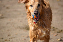 Load image into Gallery viewer, Photo Wallpaper Wet dog