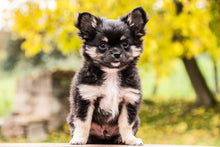 Load image into Gallery viewer, Photo Wallpaper Cute chihuahua puppy