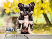Load image into Gallery viewer, Photo Wallpaper Cute chihuahua puppy