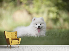 Load image into Gallery viewer, Photo Wallpaper Cute spitz puppy