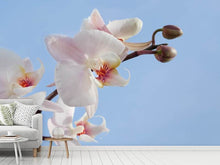 Load image into Gallery viewer, Photo Wallpaper Orchid in the sky