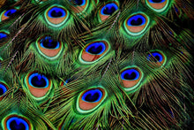 Load image into Gallery viewer, Photo Wallpaper Peacock feathers XXL