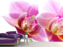 Load image into Gallery viewer, Photo Wallpaper Magnificent phalaenopsis