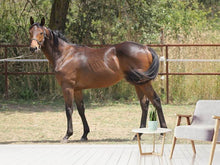 Load image into Gallery viewer, Photo Wallpaper Magnificent thoroughbred