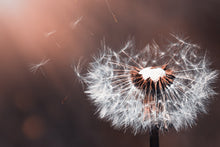 Load image into Gallery viewer, Photo Wallpaper Dandelion in the evening light