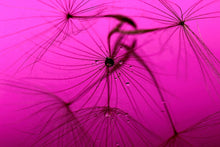 Load image into Gallery viewer, Photo Wallpaper Dandelion in pink