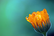 Load image into Gallery viewer, Photo Wallpaper Marigold in morning dew