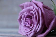 Load image into Gallery viewer, Photo Wallpaper Rose in purple XXL