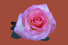 Load image into Gallery viewer, Photo Wallpaper Rose in pink XXL