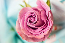 Load image into Gallery viewer, Photo Wallpaper Roseblossom in pink