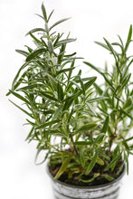 Load image into Gallery viewer, Photo Wallpaper Rosemary in the pot