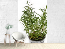 Load image into Gallery viewer, Photo Wallpaper Rosemary in the pot
