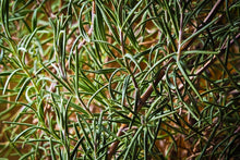 Load image into Gallery viewer, Photo Wallpaper Rosemary XXL